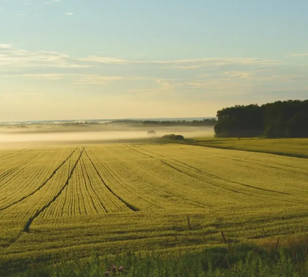 Processing of Land Certificates