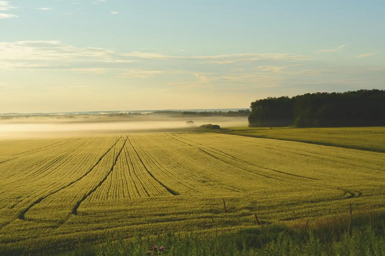 Processing of land certificates in Cameroon